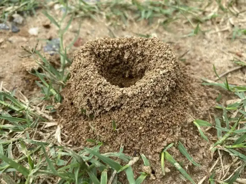 Insect Infestations
