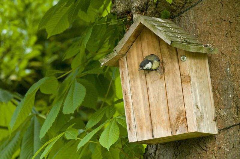 Install Birdhouses