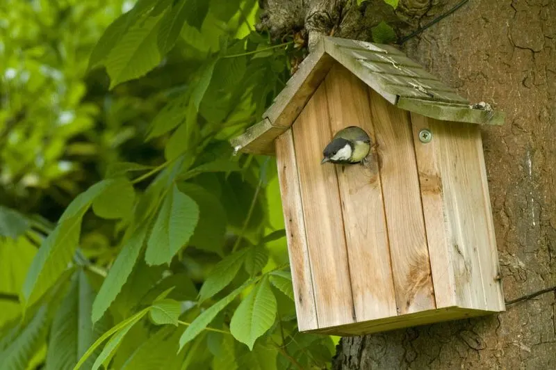 Install Birdhouses