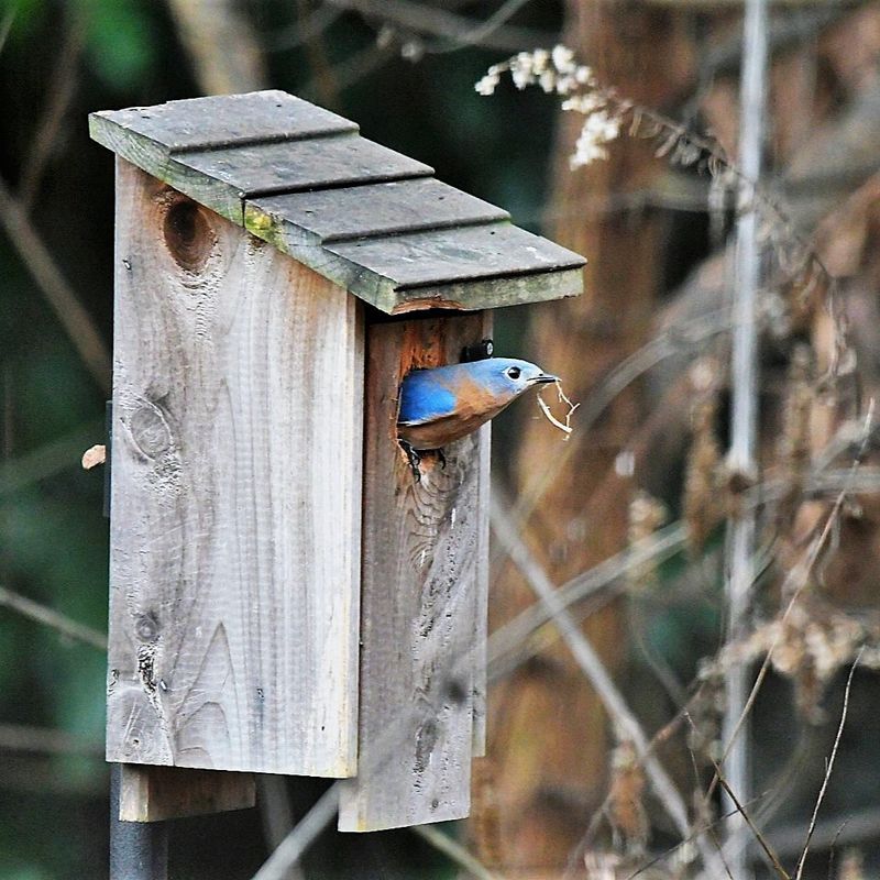 Install Birdhouses