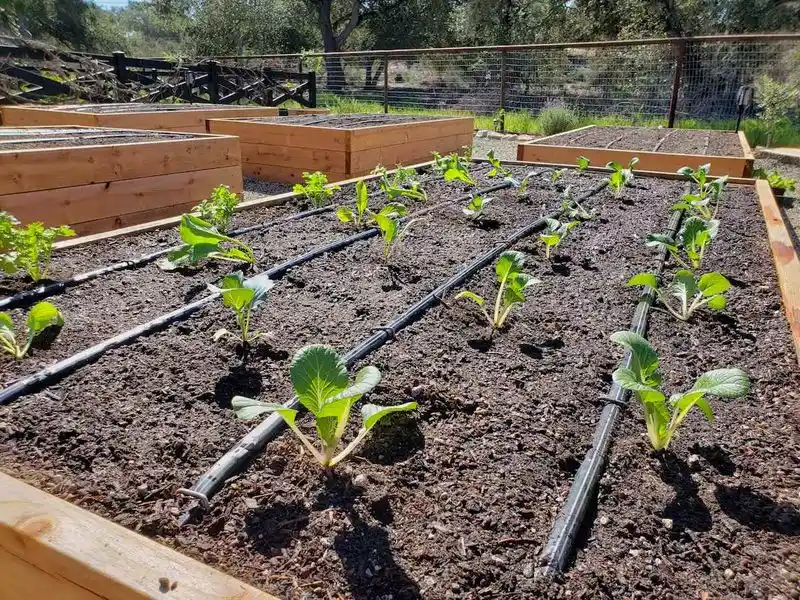 Install Drip Irrigation