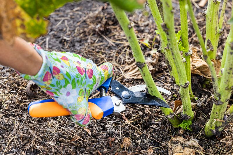 Prune Wisely Before Frost
