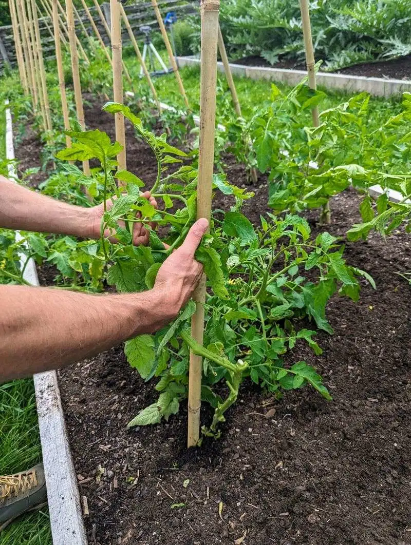 Stake Tall Plants