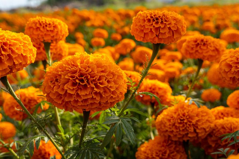 Direct Sow Annual Flowers