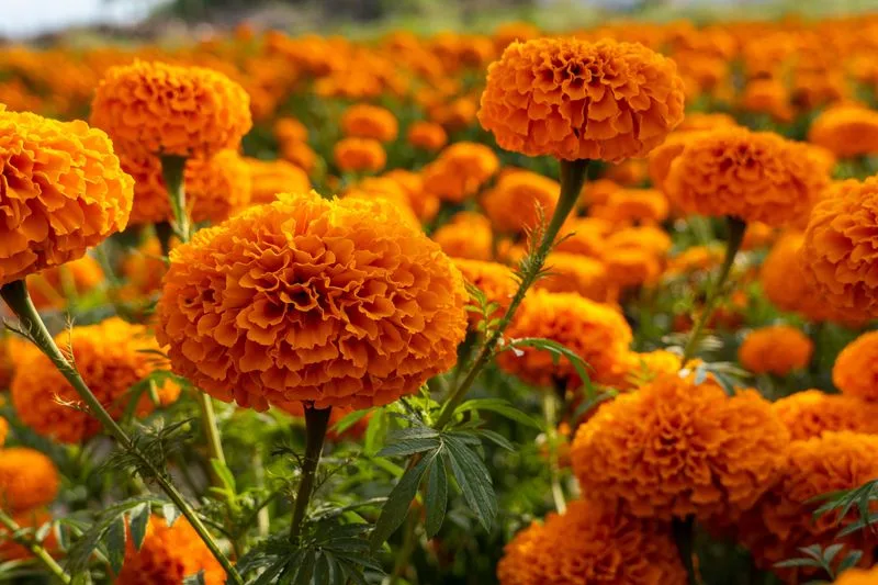 Direct Sow Annual Flowers