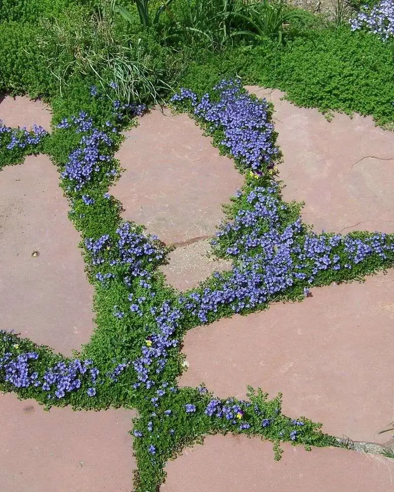 Use Ground Covers for High-Traffic Zones