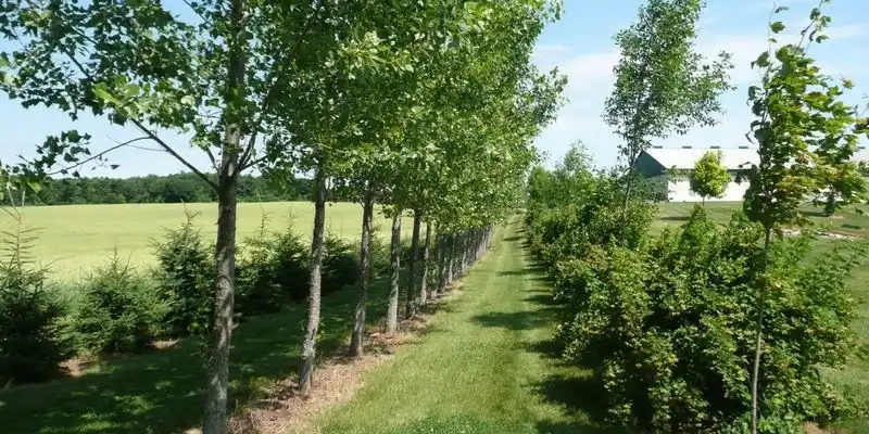 Install Windbreaks