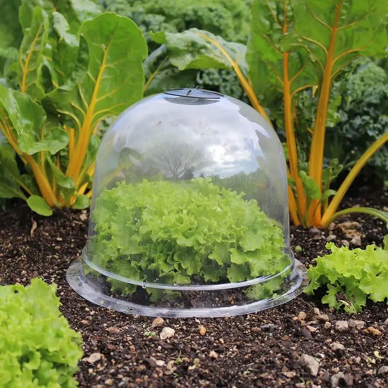 Use Cloches for Individual Plants