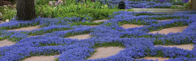 Introduce Groundcover Plants