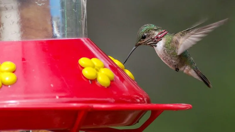 Feeding Hummingbirds Too Much Sugar