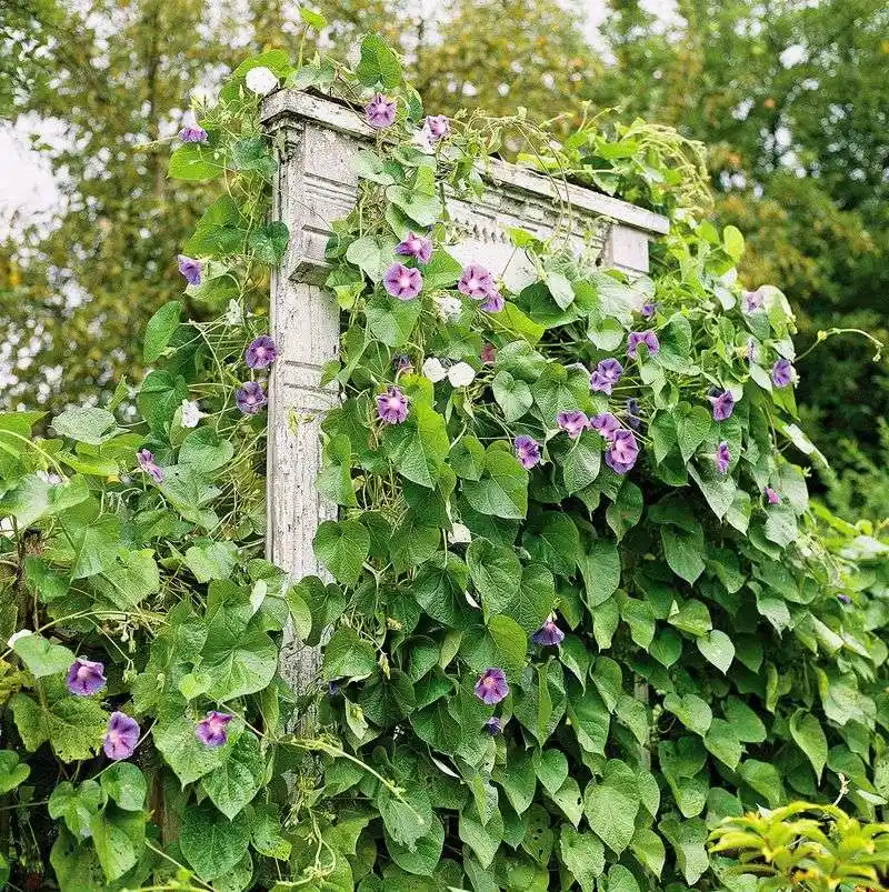 Installing Supports for Climbing Plants