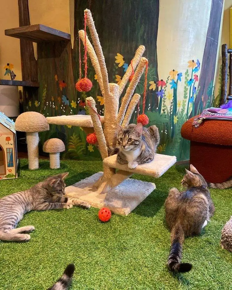 Interactive Play Areas