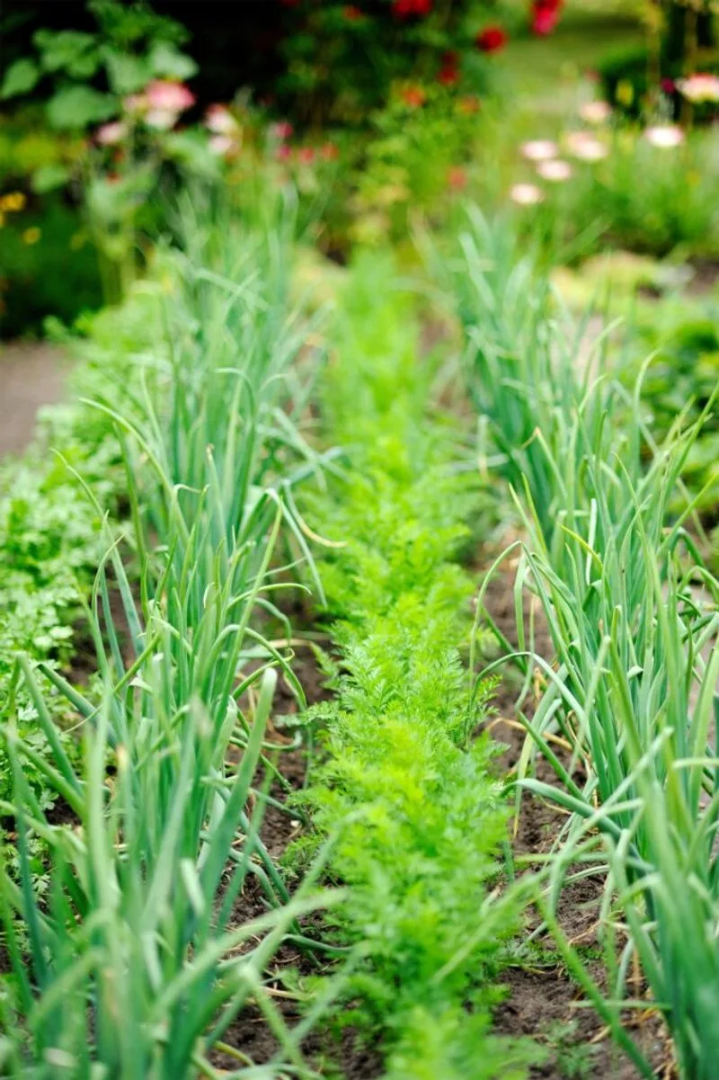Intercropping