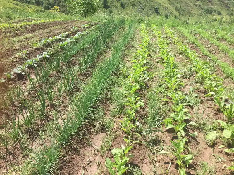 Intercropping