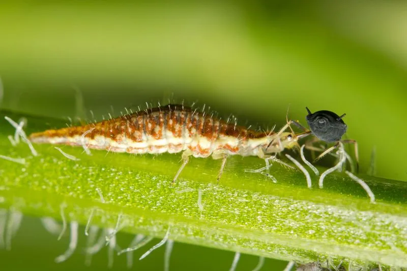 Introducing Beneficial Insects
