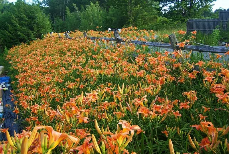 Invasive Species Surprise