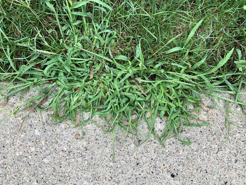 Invasive Weeds Overtaking
