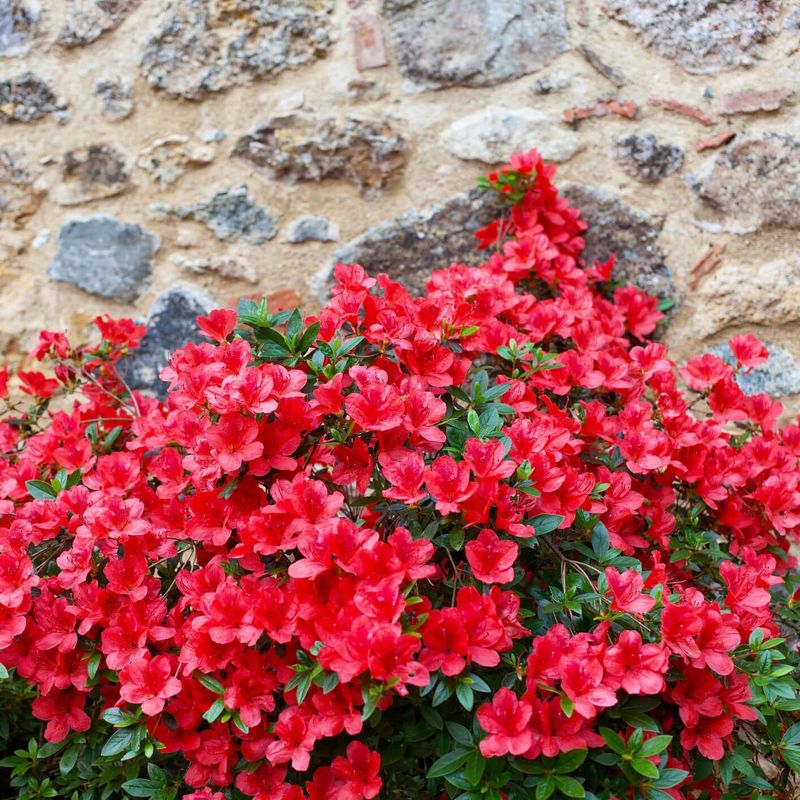 Azalea