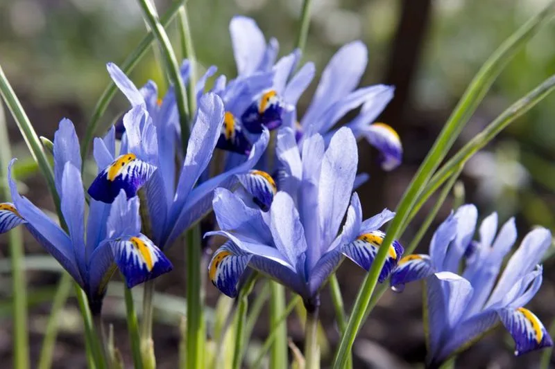 Iris 'Harmony'
