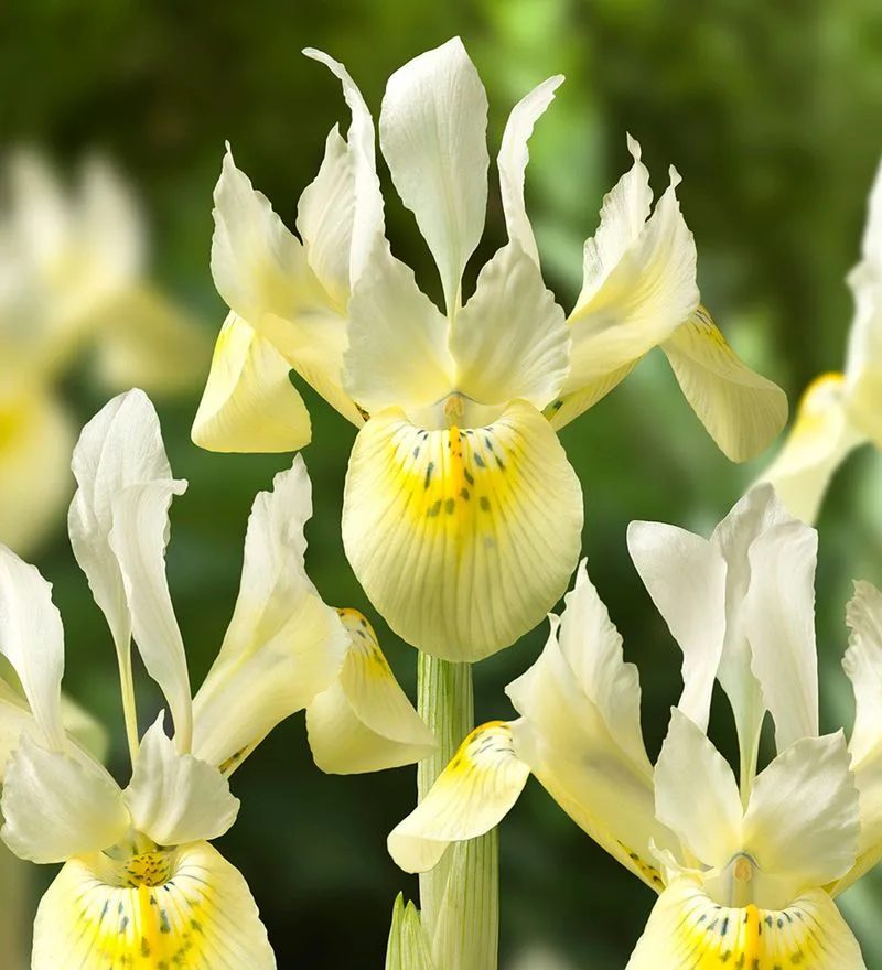 Iris 'Katharine's Gold'