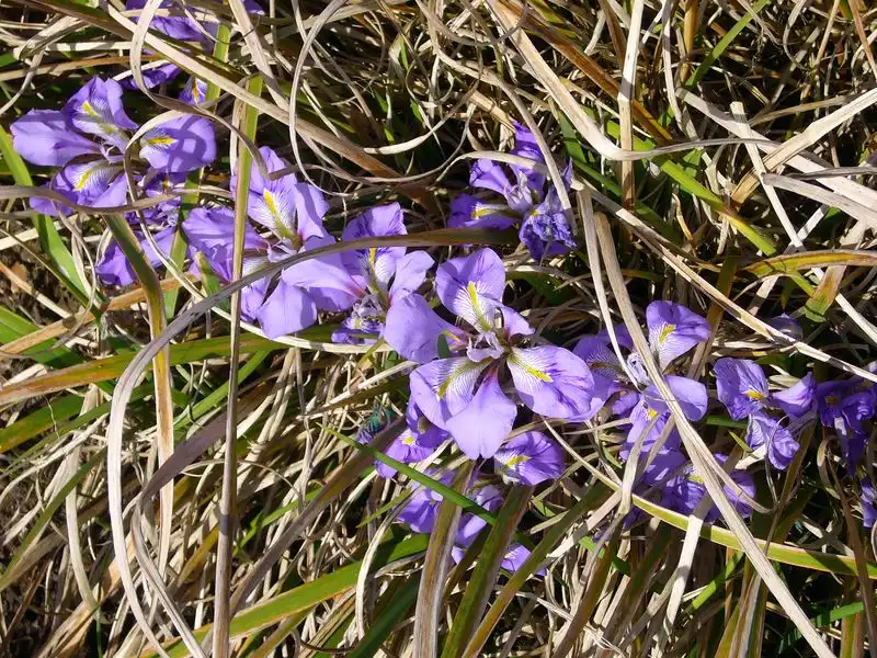 Iris Unguicularis