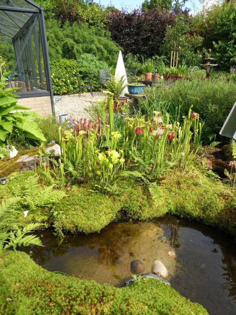 Irish Bog Garden Pond