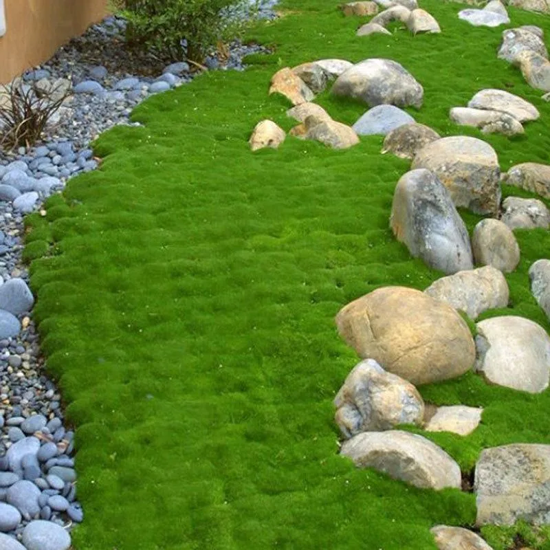 Irish Moss