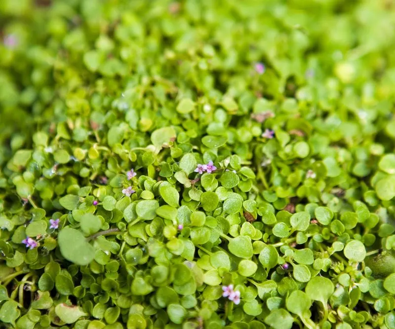 Corsican Mint (Mentha requienii)