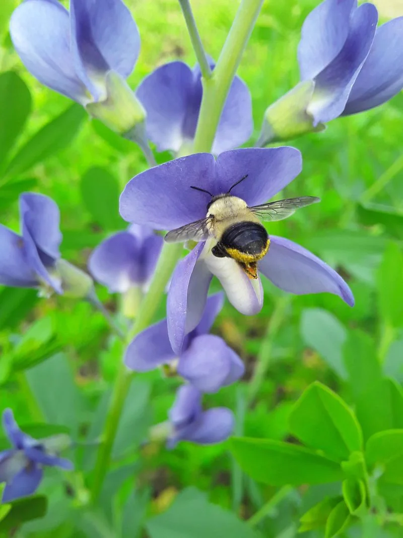 Wild Indigo (Baptisia australis)