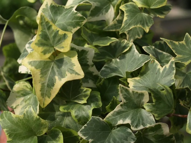 Ivy