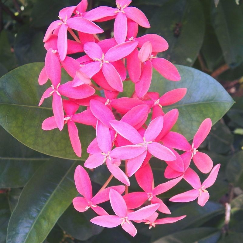 Ixora