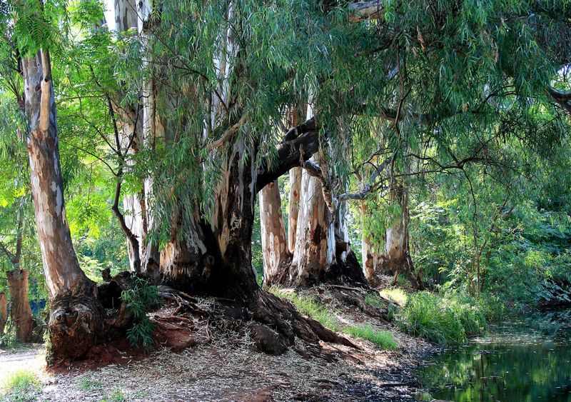 Eucalyptus Tree