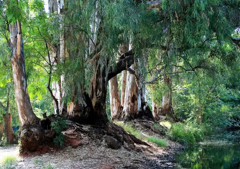 Eucalyptus Tree