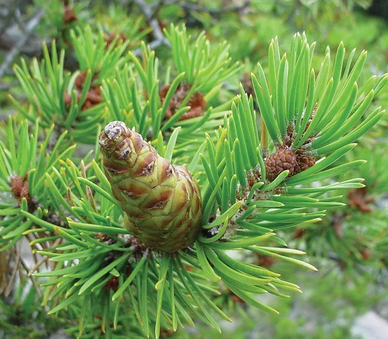 Jack Pine