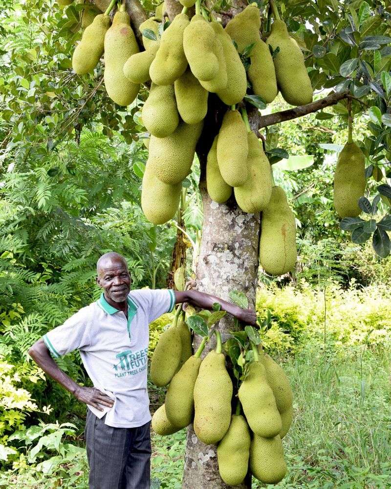 Jackfruit