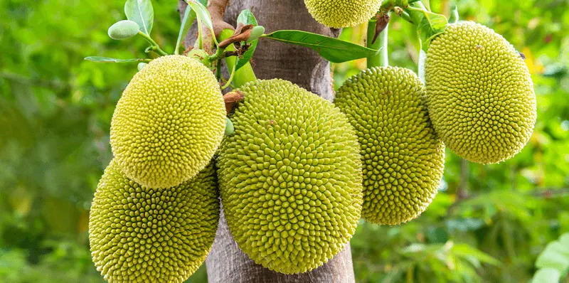 Jackfruit