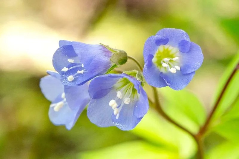 Jacob's Ladder