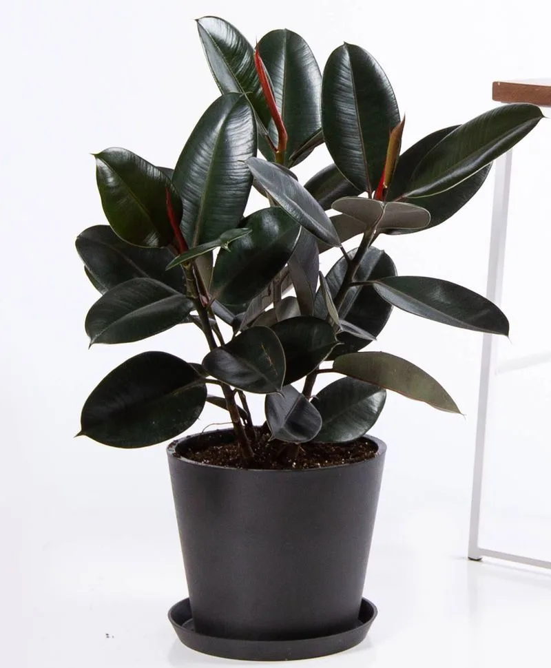 Rubber Plant