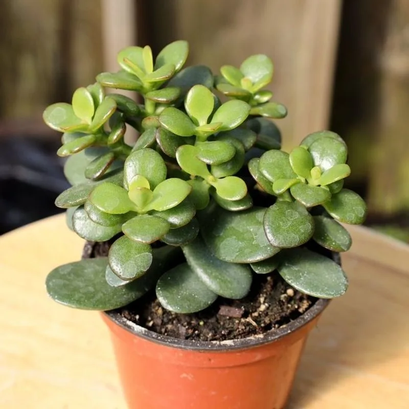 Jade Plant