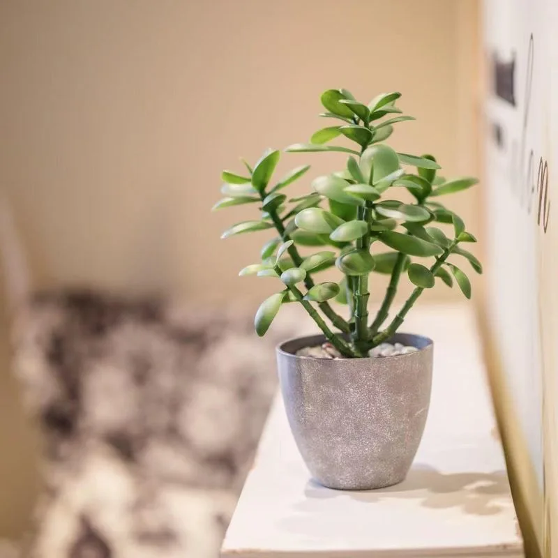 Jade Plant for the Home Office