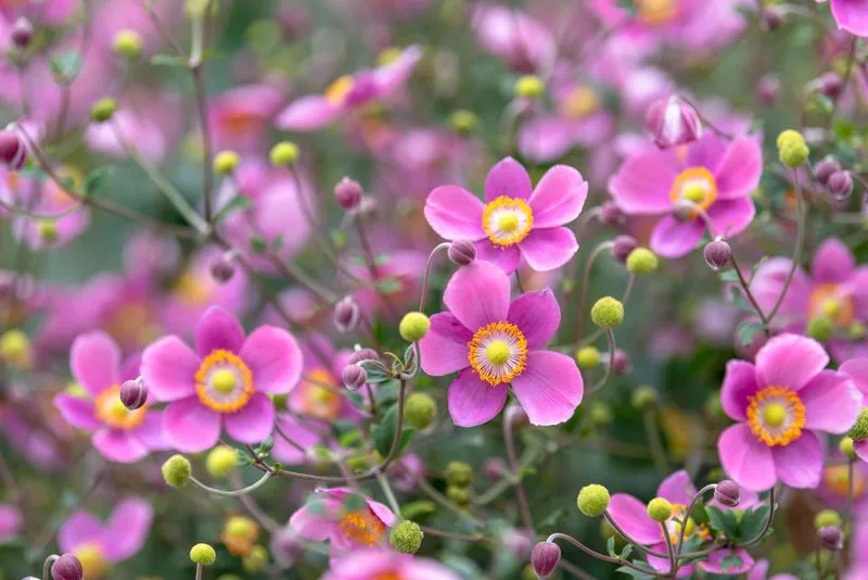 Japanese Anemones
