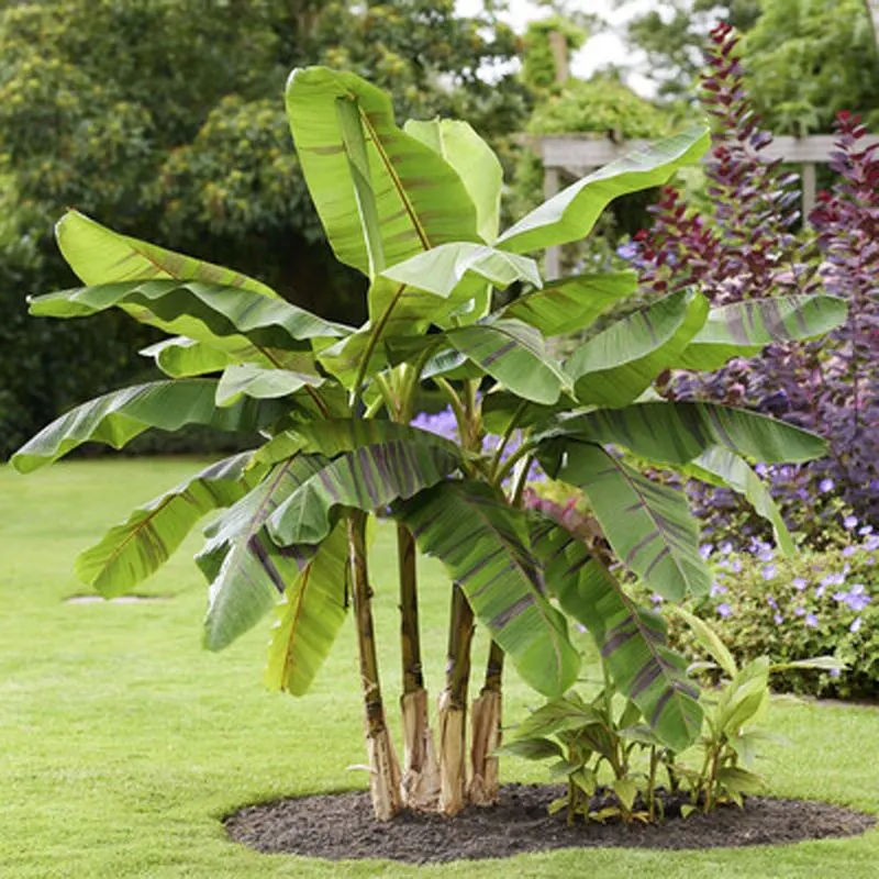 Japanese Banana (Musa sikkimensis)