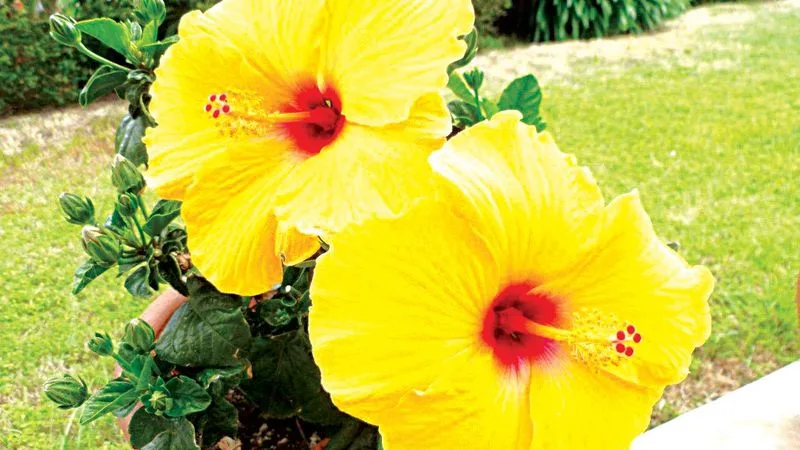 Hibiscus