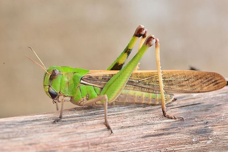 Grasshoppers
