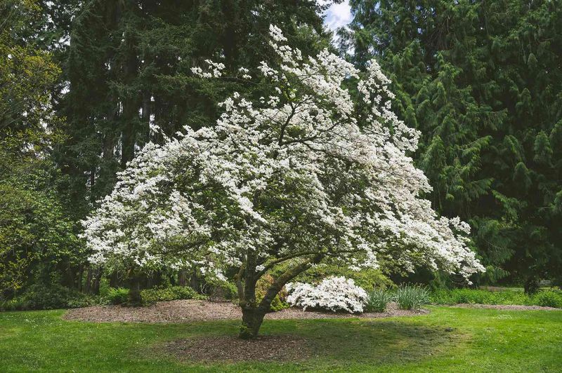 Amelanchier