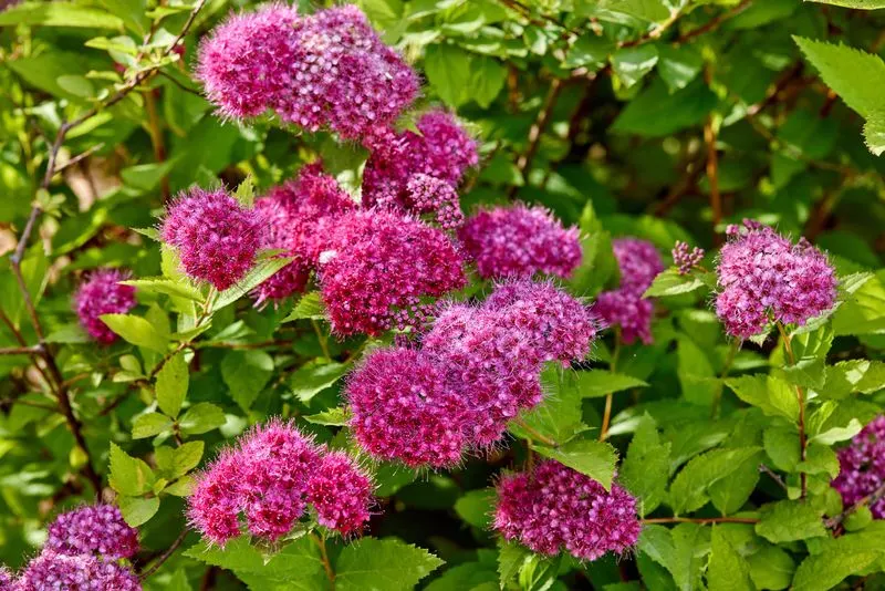 Spirea