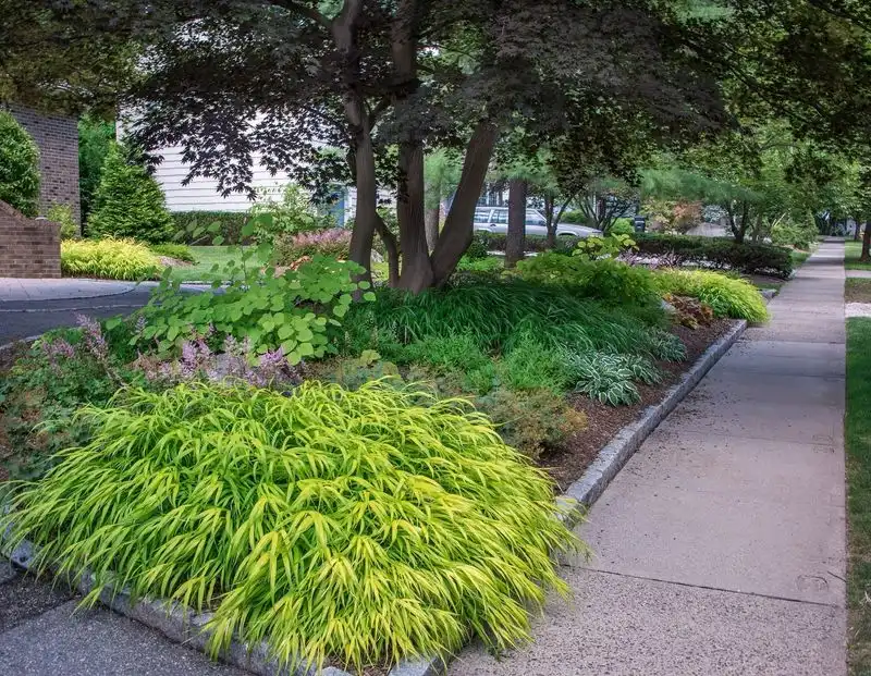 Japanese Forest Grass