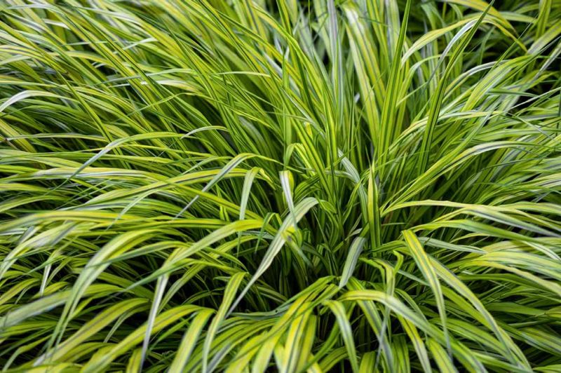 Japanese Forest Grass