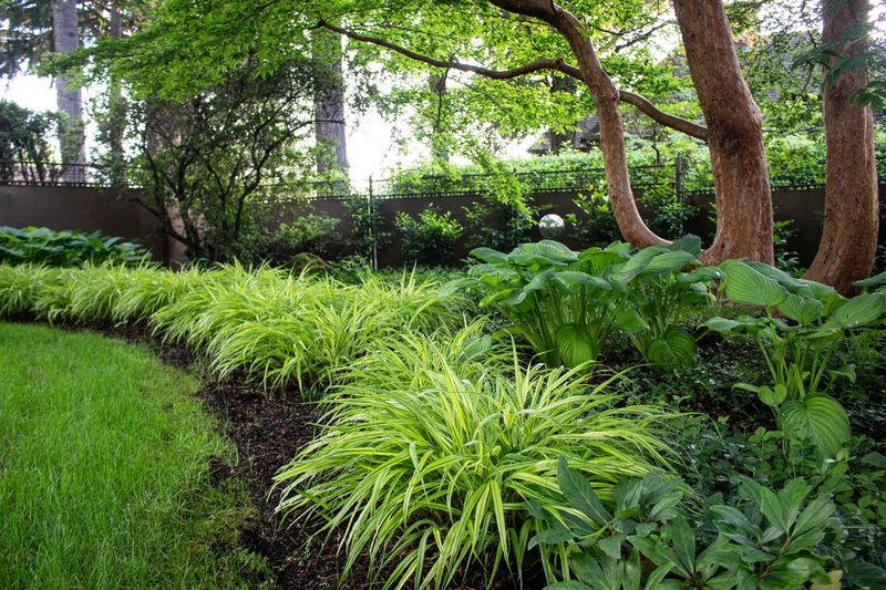 Japanese Forest Grass (Hakonechloa)