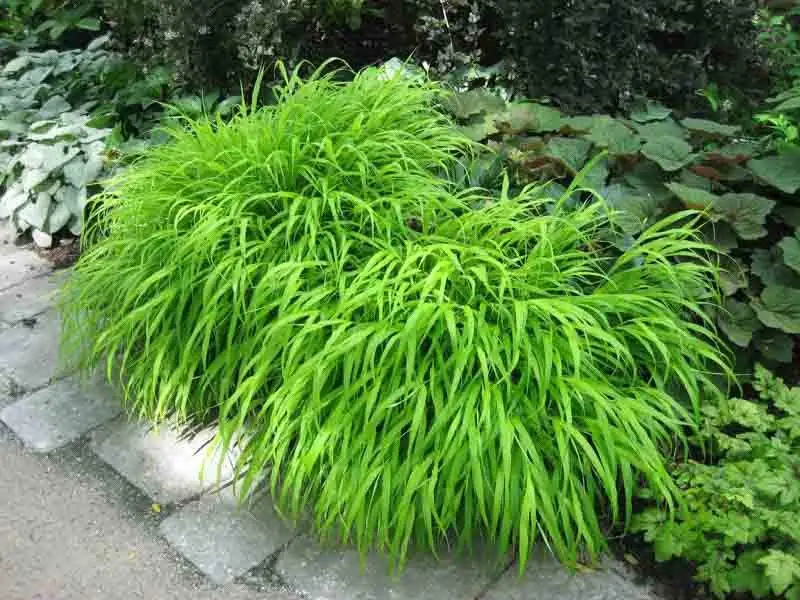 Japanese Forest Grass (Hakonechloa macra)